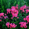 100 BRILLIANT PHLOX Drummondii Two Tone Pink Flower Seeds