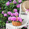 40 CAROLINA RHODODENDRON Carolinianum Dwarf Azalea Pink Purple Flower Shrub Seeds