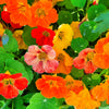 50 Mixed Colors DWARF JEWEL NASTURTIUM Tropaeolum Minus Flower Seeds