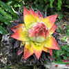 5 RED ABYSSINIAN BANANA Musa Ensete Ventricosum Flowering Fruit Tree Seeds