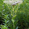 50 GREAT INDIAN PLANTAIN Cacalia Muhlenbergii White Flower Seeds