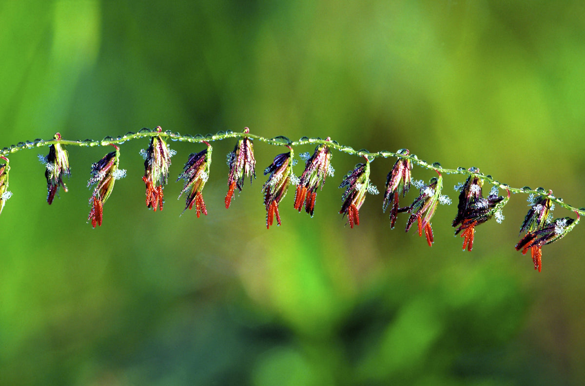 Mesquite / Sideoats Grass Ornamental Bouteloua Curtipendula Seeds – photo 5