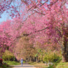 5 HIMALAYAN CHERRY Prunus Cerasoides Pink Flowers Red Fruit Tree Seeds