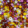 Tall Double Mixed Colors Strawflower Helichrysum Monstrosum Flower Seeds – photo 10