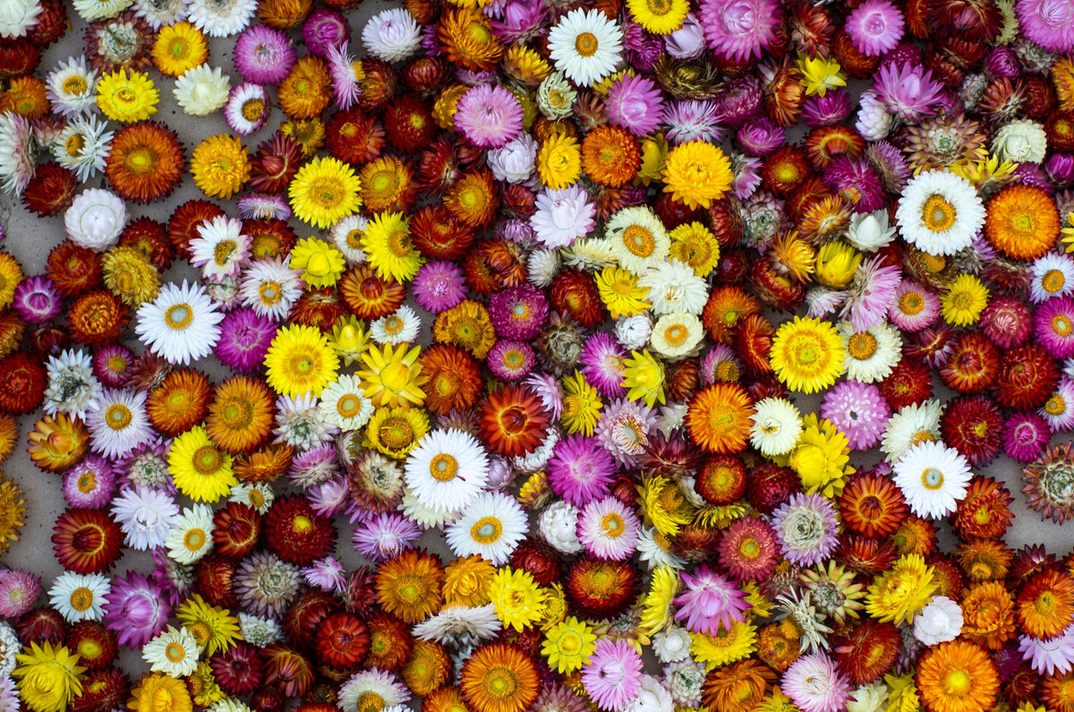 Tall Double Mixed Colors Strawflower Helichrysum Monstrosum Flower Seeds – photo 10