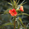 10 SUNSET BOULEVARD PRIMROSE Orange Evening Oenothera Versicolor Sundrops Flower Seeds