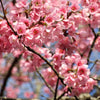 5 HIMALAYAN CHERRY Prunus Cerasoides Pink Flowers Red Fruit Tree Seeds