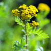 250 Yellow GOLDEN AGERATUM Lonas Inodora Flower Seeds
