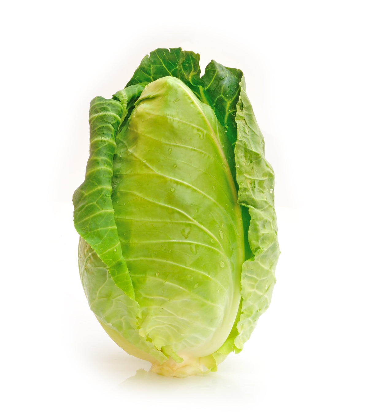 Charleston Wakefield Cabbage Seeds – Heirloom Cone Brassica Oleracea Vegetable