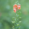 50 Shell PINK MASK FLOWER Alonsoa Meridionalis Flower Seeds
