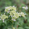 400 HAIRY MOUNTAIN MINT Pycnanthemum Pilosum Herb Flower Seeds