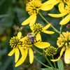 250 Wingstem / YELLOW IRONWEED Verbesina Alternifolia Flower Seeds