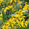 250 Wingstem / YELLOW IRONWEED Verbesina Alternifolia Flower Seeds