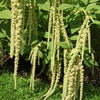150 AMARANTHUS GREEN TAILS Amaranthus Caudatus Flower Seeds