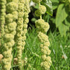 150 AMARANTHUS GREEN TAILS Amaranthus Caudatus Flower Seeds