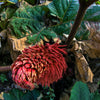 10 GUNNERA INSIGNIS Giant Rhubarb (Leaves up to 6' Wide, Red Flower Spikes to 3') Dinosaur Plant Seeds