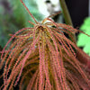 10 GUNNERA INSIGNIS Giant Rhubarb (Leaves up to 6' Wide, Red Flower Spikes to 3') Dinosaur Plant Seeds