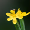 10 YELLOW EYED GRASS Ornamental Sisyrinchium Californicum Flower Seeds