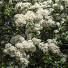 50 White CHINESE SPIREA Spiraea Chinensis Flower Bush Shrub Seeds
