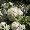 50 White CHINESE SPIREA Spiraea Chinensis Flower Bush Shrub Seeds
