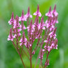 1000 Pink VERVAIN Verbena Hastata Rosea Flower Seeds