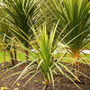 25 BLUE DRACAENA ( Spikes / Broad Leaved Cabbage Tree / Mountain Cabbage ) Cordyline Indivisa Flower Seeds