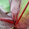 5 RED ABYSSINIAN BANANA Musa Ensete Ventricosum Flowering Fruit Tree Seeds