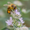 400 HAIRY MOUNTAIN MINT Pycnanthemum Pilosum Herb Flower Seeds