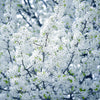 5 AMERICAN PLUM Prunus Americana Red Purple Fruit White Flower Shrub Tree Seeds