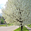 5 AMERICAN PLUM Prunus Americana Red Purple Fruit White Flower Shrub Tree Seeds
