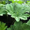 10 GUNNERA INSIGNIS Giant Rhubarb (Leaves up to 6' Wide, Red Flower Spikes to 3') Dinosaur Plant Seeds