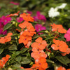 50 DWARF ORANGE IMPATIENS Walleriana Part Sun or Full Shade Flower Seeds