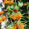 25 KLIP DAGGA (Lions Ear / Lions Tail / Wild Klip Dagga) Leonotis Nepetifolia Flower Seeds