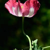 200 Organic AMPHORA POPPY Pink & White Papaver Somniferum Flower Seeds