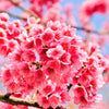 5 HIMALAYAN CHERRY Prunus Cerasoides Pink Flowers Red Fruit Tree Seeds