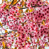 5 HIMALAYAN CHERRY Prunus Cerasoides Pink Flowers Red Fruit Tree Seeds