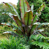 5 RED ABYSSINIAN BANANA Musa Ensete Ventricosum Flowering Fruit Tree Seeds