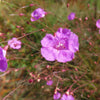 False Slenderleaf Foxglove Seeds – Purple Gerardia Agalinis Tenuifolia Flower – photo 6