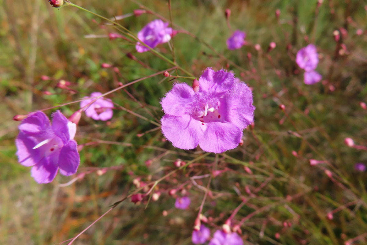 False Slenderleaf Foxglove Seeds – Purple Gerardia Agalinis Tenuifolia Flower – photo 6