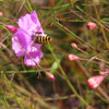 False Slenderleaf Foxglove Seeds – Purple Gerardia Agalinis Tenuifolia Flower – photo 7