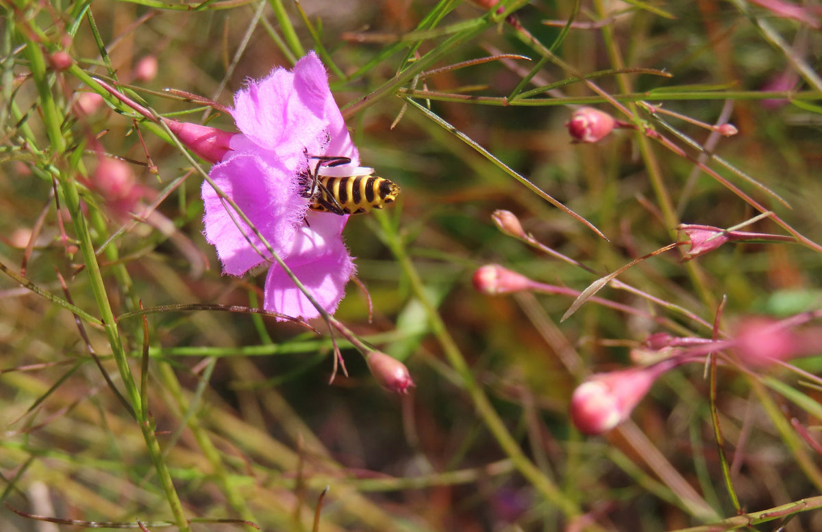 False Slenderleaf Foxglove Seeds – Purple Gerardia Agalinis Tenuifolia Flower – photo 7
