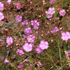 False Slenderleaf Foxglove Seeds – Purple Gerardia Agalinis Tenuifolia Flower – photo 2