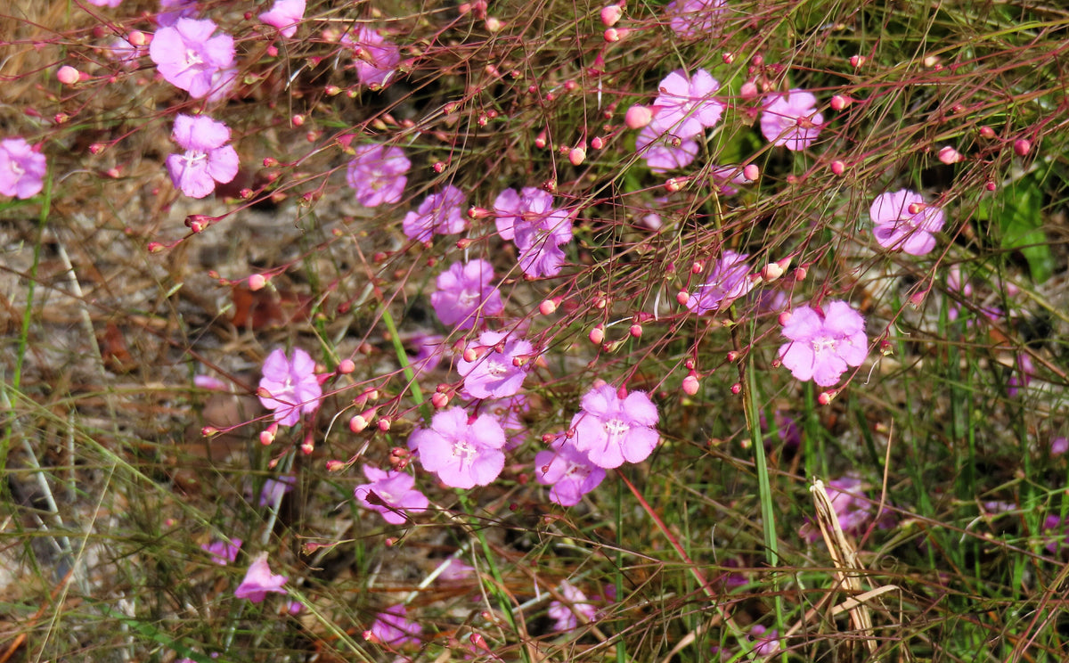 False Slenderleaf Foxglove Seeds – Purple Gerardia Agalinis Tenuifolia Flower – photo 2