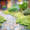 1000 DICHONDRA Repens aka Lawn Leaf Flower Evergreen Ground Cover Seeds