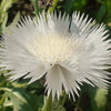 500 MIXED SWEET SULTAN Imperialis Mix Amberboa Moschata Centaurea Flower Seeds - Pink, Rose, Lilac, Purple, Mauve, White, & Yellow