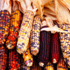 Indian Mini Mix Corn Seeds – Miniature 4" Ears Ornamental Zea Mays Vegetable – photo 8