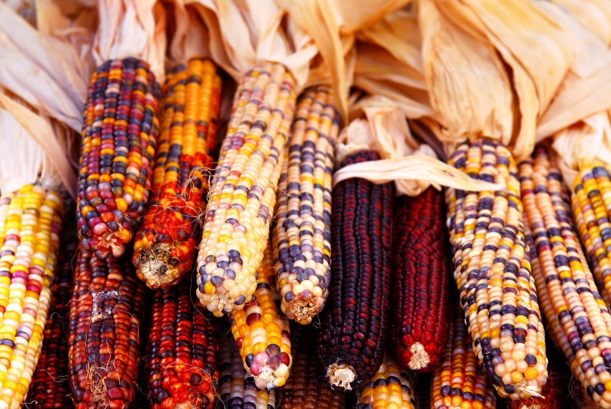 Indian Mini Mix Corn Seeds – Miniature 4" Ears Ornamental Zea Mays Vegetable – photo 8