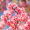5 HIMALAYAN CHERRY Prunus Cerasoides Pink Flowers Red Fruit Tree Seeds