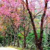 5 HIMALAYAN CHERRY Prunus Cerasoides Pink Flowers Red Fruit Tree Seeds