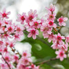 5 HIMALAYAN CHERRY Prunus Cerasoides Pink Flowers Red Fruit Tree Seeds